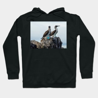 Blue-footed Boobies Hoodie